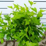 Ibištek sýrsky (Hibiscus syriacus) ´TRICOLOR´ – výška 100-120 cm, kont. C5L - NA KMIENKU 
